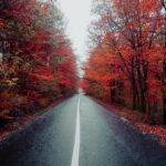 Fleet Management Considerations for Emergency Response Drills: 11xplay, India 24 bet login registration, Skyiplay